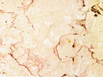 Trani Fiorito – Caliza